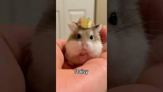 Daisy who?? #hamster #tinyhamster #robohamster #roborovski #cutehamster