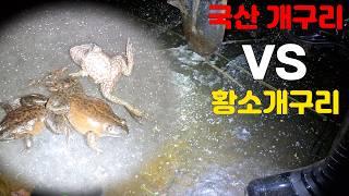 황소개구리와 북방산 개구리 뭐가 더 맛있을까??(얼음깨서 잡아먹어보았습니다)