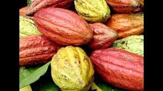 How to Harvest Cocoa