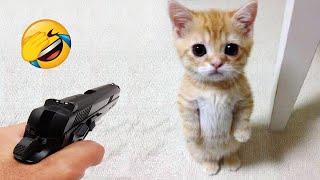 New Funny Cat and Dog Videos  Funniest Animals  Part 1