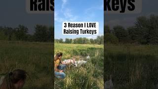 Their mannerisms are hilarious  #turkeys #turkey #turkeyfarm #homestead #homesteader #babyturkey