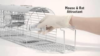 Catch rats with the Self Set Multi-Catch Rat Trap (TVS080)