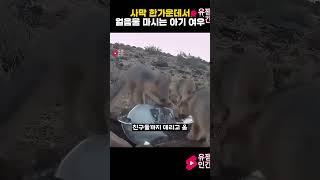 사막 한 가운데서 얼음물 마시는 아기 여우