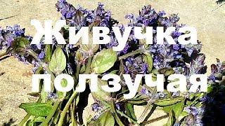 #Живучка #ползучая #Ajuga #reptans. #Лекарственные #свойства.