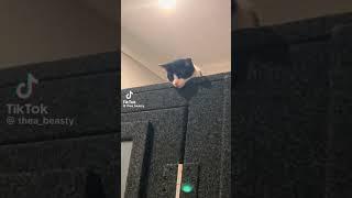 @MrBeast @theabeasty cat #mrbeast #cat #mrbeastmeme #mrbeastshorts