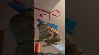 The Missile Toad (how's this for BS? )