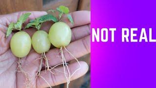 propagating grape tree from grapes, is Fake.#howto #viral #fyp #seed #gardening101