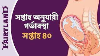 গর্ভাবস্থার চল্লিশ তম সপ্তাহ | সপ্তাহ অনুযায়ী গর্ভাবস্থা | সপ্তাহ ৪০