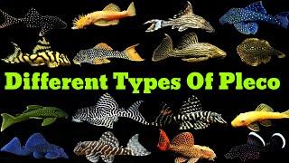 Pleco Fish Types | Different Types Of Pleco Fish