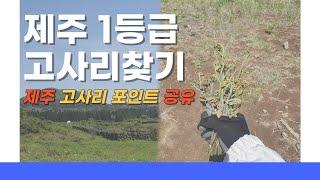 제주도 고사리 포인트 │제주고사리│고사리 채취장소│