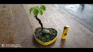 Tamarind Mini Bonsai