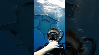 Human & Shark Play: AI Surreal Visual #AIArt #VFX #Viral #Trending