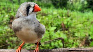 Zebra finch bird singing sounds in the morning 1 hour Talking zebra finch