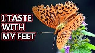 Butterfly facts: including butterfly vs moth | Animal Fact Files