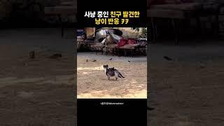 사냥중인 냥이