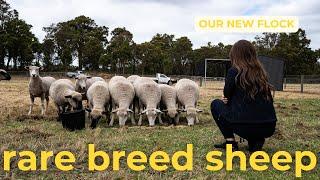 We have the only Ryeland sheep in Western Australia! | Farm Update