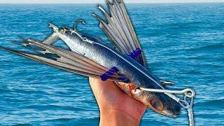 Using FLYING Fish to Catch Bluefin Tuna (Catch Clean Cook)