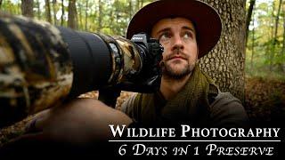 Wildlife Photography: 6 Days In 1 Preserve | Nikon Z9