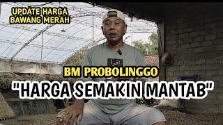 BM PROBOLINGGO HARGA SEMAKIN MANTAP | UPDATE HARGA BAWANG MERAH BJM CHANNEL