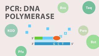 2) Polymerase Chain Reaction (PCR) - DNA Polymerase