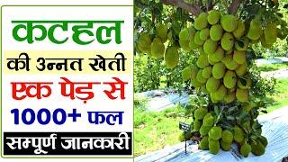 कटहल की खेती | kathal ki kheti | Jackfruit farming in India | Advance Agriculture