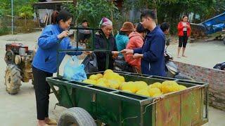 KONG & NHAT Using a 4-wheeled tractor to harvest a lot of grapefruit to sell at the country market