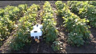 Using Precision Ag Sensor Technology in Crop Breeding Programs at NDSU