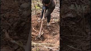 #Digging wild kudzu roots in the depths of the mountains