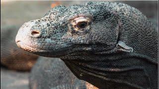 Do Komodo dragons lay Eggs - facts - Info - Detail