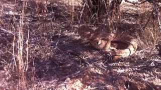 Western Diamondback Rattlesnake Defensive Behavior