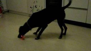 Dummer Hund Meggi will das Licht vom Laserpointer fangen 3v5