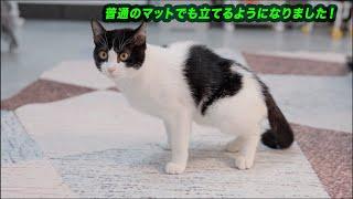 後ろ足が麻痺した猫・雨ちゃんの3回目の治療結果とムーン君現在の様子