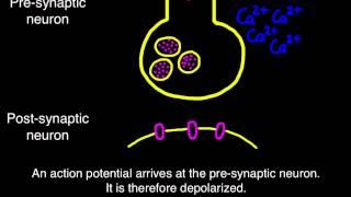 6.5 Transmission across a synapse