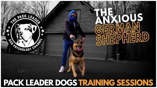 Pack Leader Dogs Training Session- Noah The German Shepherd