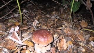 Porcini time lapse.