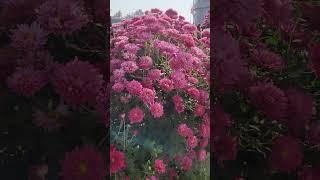 See you again, #flowers #puppy #beaytiful  @RDRCVLOG
