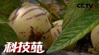 《科技苑》“吃”石头的“金果子” 20180913 | CCTV农业