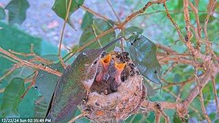 Hummingbird Olive Feeding Her Chicks Autumn 10 Days Old and Forest 8 Days Old. #hummingbirdnest