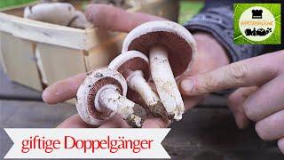 Wiesenchampignons finden und sicher bestimmen