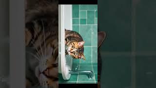 #cat #funny #techno #dance ️