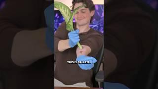 I Tried “Dumb Cane” Like Coyote Peterson  #shorts