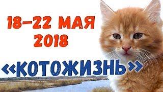 КОТОЖИЗНЬ!  18-22 мая 2018