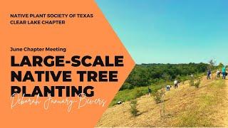 Large-scale Native Tree Planting