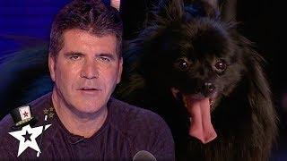 When Simon Cowell Got Hypnotised on Britain's Got Talent | Magicians Got Talent