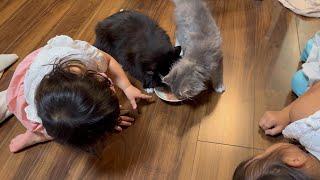 仲良くなった記念でオヤツをもらった猫　ラガマフィン　サイベリアンThe cat was given a treat to celebrate becoming friends.