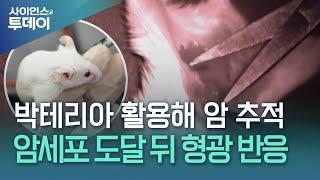 박테리아 활용해 암세포 위치 명확하게 확인한다! / YTN 사이언스