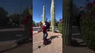 Christmas Lights On Saguaro Cactus