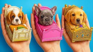 Helped a Homeless Puppy! Secret Life Hacks for Pet Owners 