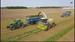 Merging & Chopping Tritacale/ Alfalfa near Versailles Ohio
