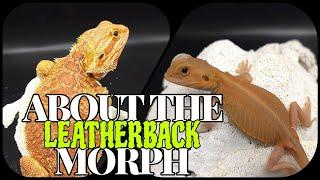 Bearded Dragon Genetics | The LEATHERBACK Morph